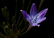 Triteleia bridgesii - Bridges' Brodiaea3912